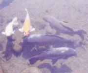 水前寺公園の鯉