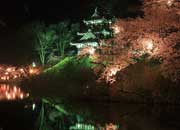 日本三大夜桜の一つ高田公園の夜桜