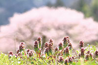 オドリコソウの春。桜を背景に