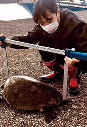 漁港でのウミガメの体長測定の様子。漁業者の協力によりウミガメの調査が行える