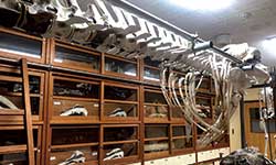 理科準備室の棚には、室戸の海の生き物たちの骨格標本が展示されている