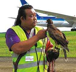 成田空港にて、鷹を使って鳥のバードストライクを回避