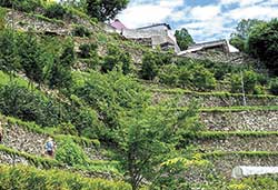 徳島県吉野川市美郷の石積み