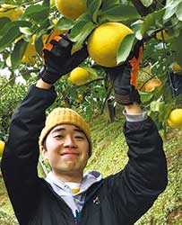 全国の柑橘の産地を訪れ自らも収穫を手伝う