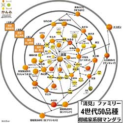 好きな柑橘類の家系図を調べることで、お気に入りの品種を探す手がかりに