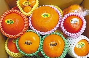 運営する柑橘のサブスク「かんみ」では、毎月7種以上の旬の柑橘の食べ比べを1年中楽しめる