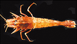 初めて発表した新種トゲキジンエビ（棘鬼神蝦）Sclerocrangon unidentata Komai & Takeda, 1989.