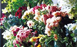 「どこの産地の、どこの生産者のものが良いか」を判断し、厳選した花を仕入れる
