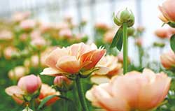 LIFFTでは「Farm to Vase」をコンセプトに採花したての旬の花々をお届けする