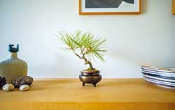 デッドストックの香炉を植木鉢として活用