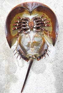 カブトガニ腹面