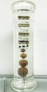 カブトガニの発生標本（篠原栄吉作製　昭和５年）
