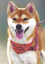 柴犬の色鉛筆画