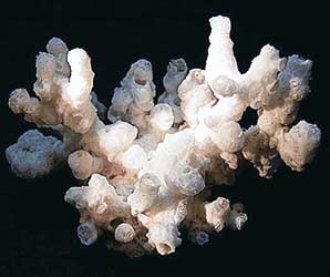 初期に制作した立体作品の塩珊瑚(2012年)