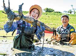 伊豆沼レンコンの収穫体験。胴長靴を履き、泥んこになりながら収穫