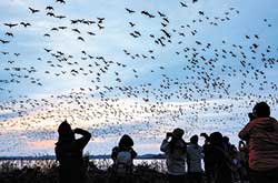 伊豆沼に飛来する渡り鳥のマガンのねぐら入り。落ち籾がエサとなる。農業が続く結果の光景