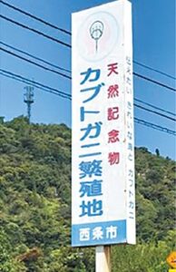 愛媛県西条市の東予地区海岸一帯はカブトガニの繁殖地として、県の天然記念物に指定されている