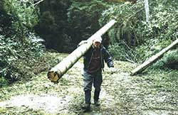 竹のお箸作りになくてはならない存在の切子さん。竹林に定期的に人の手が入ることで、地域の生態系の保全を行うことができる