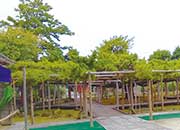 善養寺影向のマツ。樹齢600年以上のクロマツがある