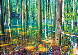 7年に一度、静岡県の池から長野県の諏訪湖に行く龍がここで休息する時だけ現れるという幻の池「池の平」。2020年、登山の末、9年ぶりの出現に立ち会うことができた