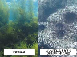 正常な藻場とガンガゼによる食害で海藻が失われた海底